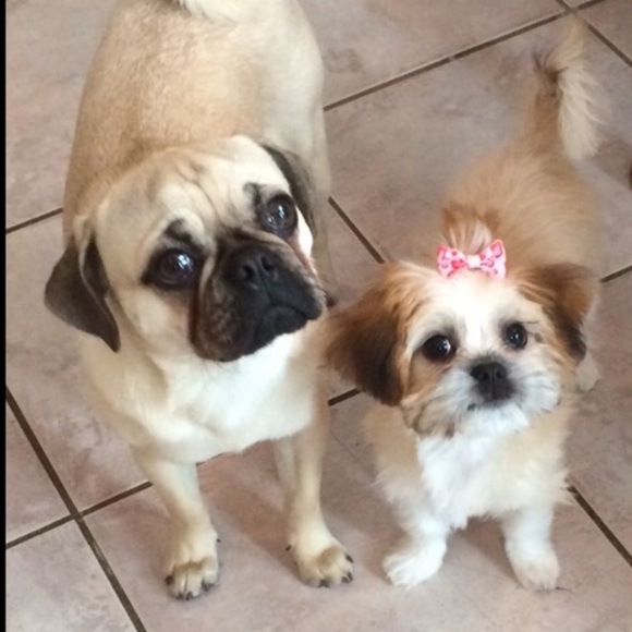 mixed Accessories - ❤️❤️❤️NOT FOR SALE!  I wanted to share our PUPPIES